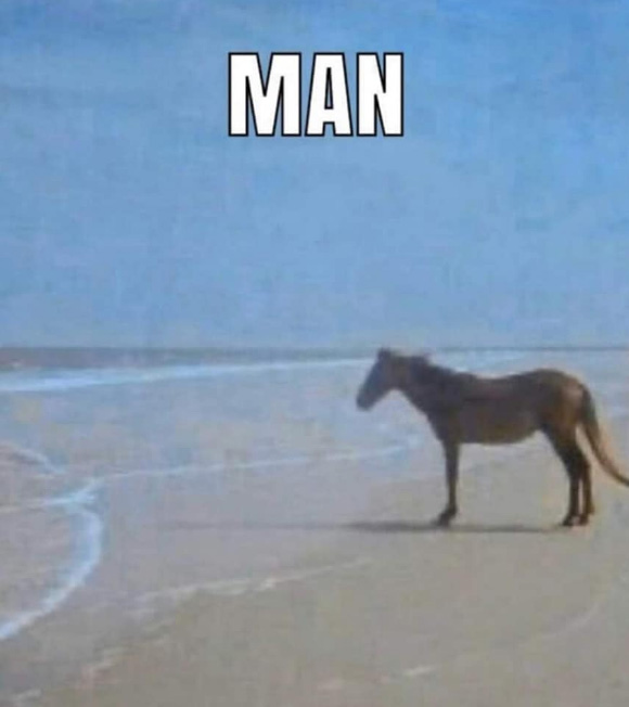 a horse on a beach staring at the water, accompanied by the caption "MAN."